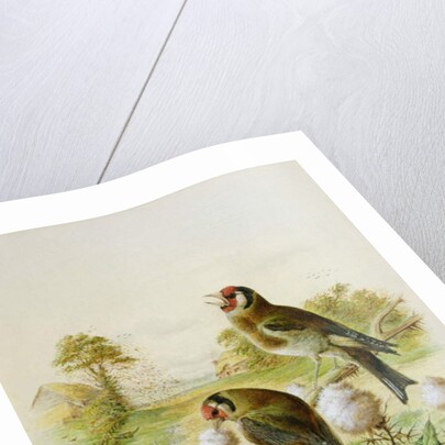 Goldfinches on thistles, 1889 by Harry Bright