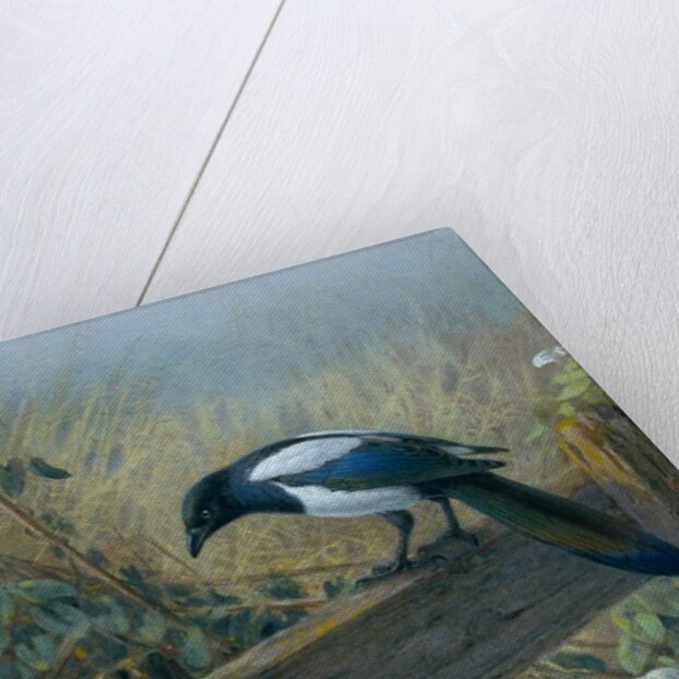 The Magpie by Johan Gerard Keulemans
