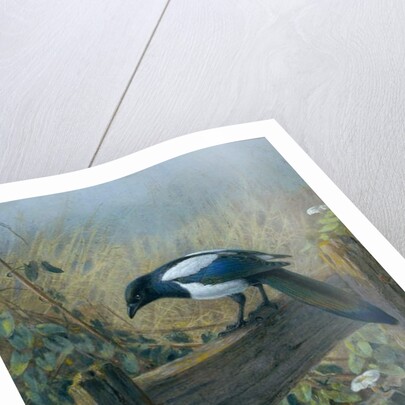 The Magpie by Johan Gerard Keulemans