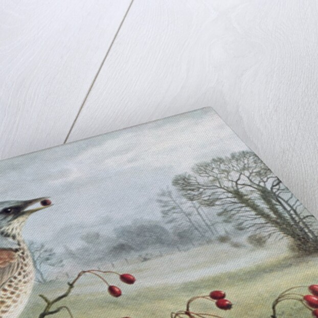 Fieldfare by Raymond Booth