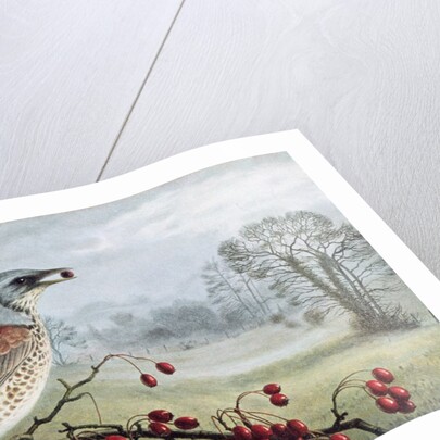 Fieldfare by Raymond Booth