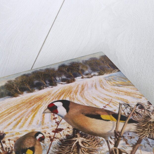 Goldfinch by Raymond Booth