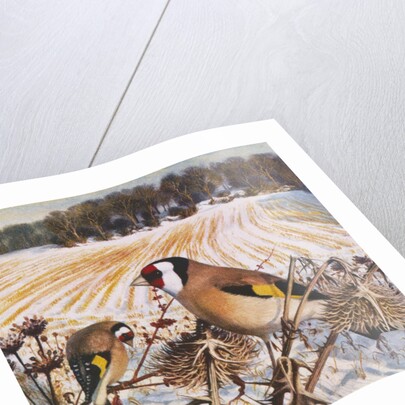 Goldfinch by Raymond Booth