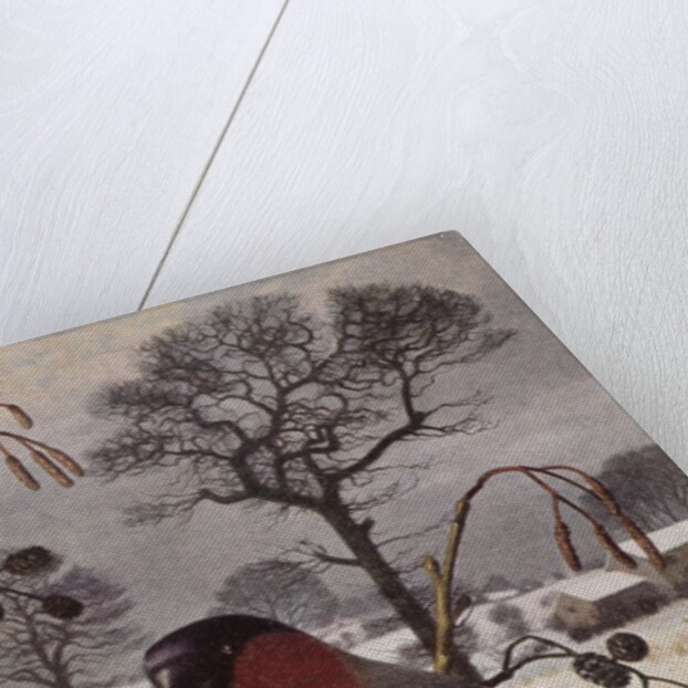 Northern Bullfinch by Raymond Booth