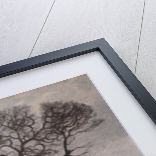 Northern Bullfinch by Raymond Booth