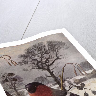 Northern Bullfinch by Raymond Booth