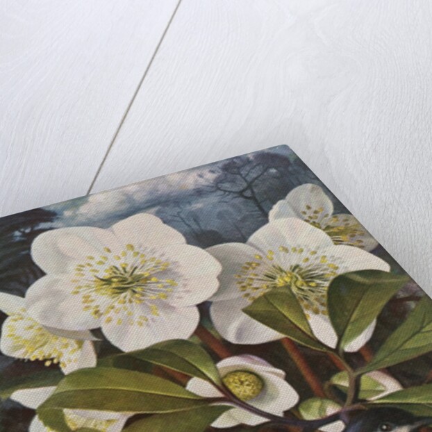 Great Tit with Christmas Rose by Raymond Booth