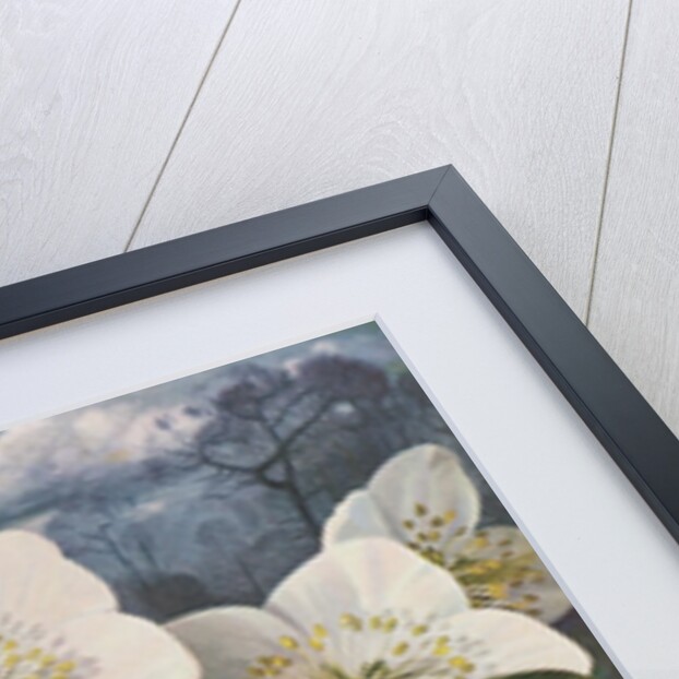 Great Tit with Christmas Rose by Raymond Booth