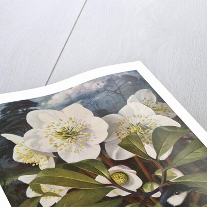 Great Tit with Christmas Rose by Raymond Booth