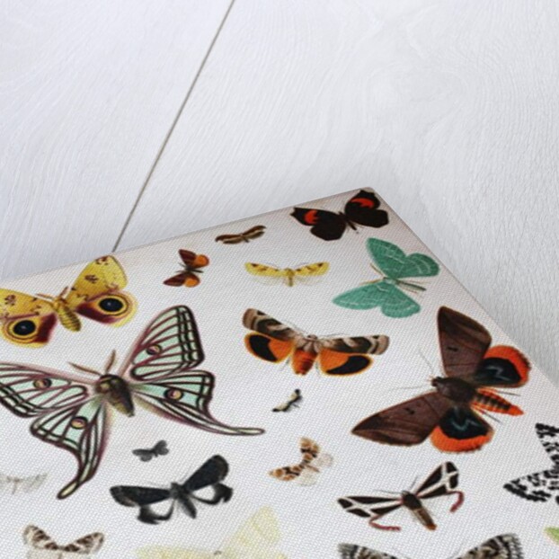 Various Butterflies, Historical, digitally restored reproduction of an original from the 19th century by Unknown Artist