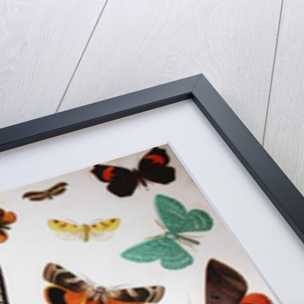 Various Butterflies, Historical, digitally restored reproduction of an original from the 19th century by Unknown Artist