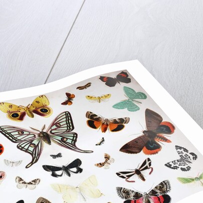 Various Butterflies, Historical, digitally restored reproduction of an original from the 19th century by Unknown Artist
