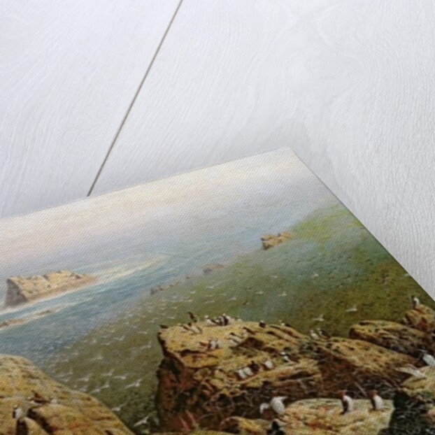 Puffins on Lundy Island by John George Naish