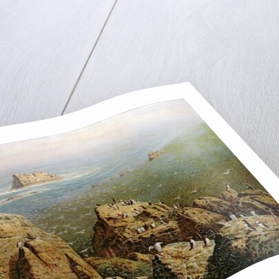 Puffins on Lundy Island by John George Naish