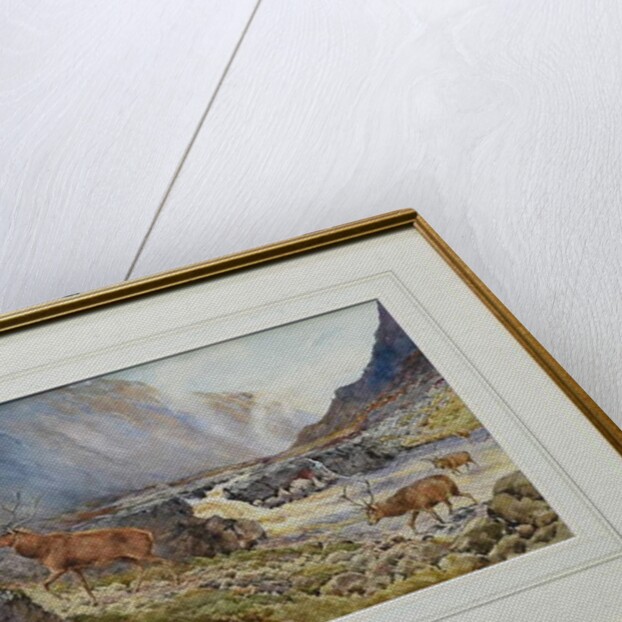Deer Crossing the River Coe by Andrew Scott Rankin