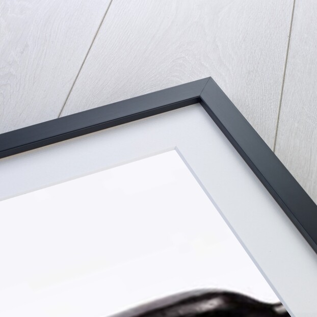 Moles from a Noah's ark, c.1840 by German School