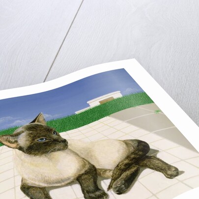 Siamese cat by a swimming pool by Joan Freestone