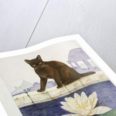 Burmese by Joan Freestone