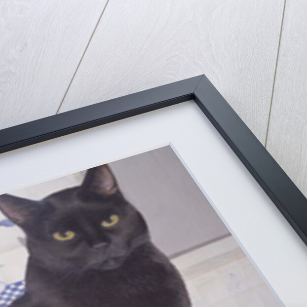 Stray and Daisie in the Kitchen by Joan Freestone