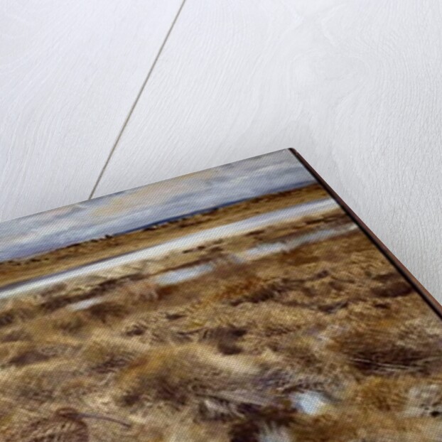 Curlews Birds in the marshes, 1913 by Bruno Andreas Liljefors