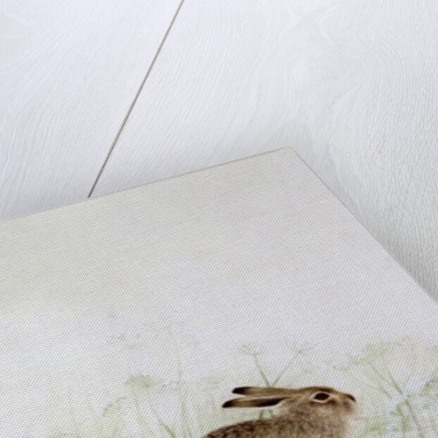 Rabbit by Jane Neville