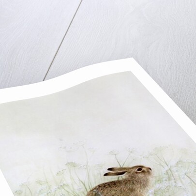 Rabbit by Jane Neville