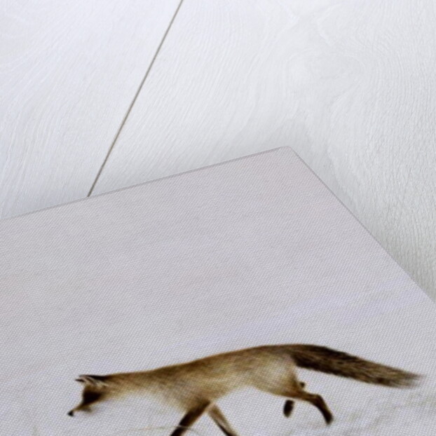 Fox in Snow by Jane Neville
