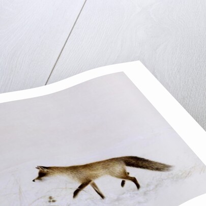 Fox in Snow by Jane Neville