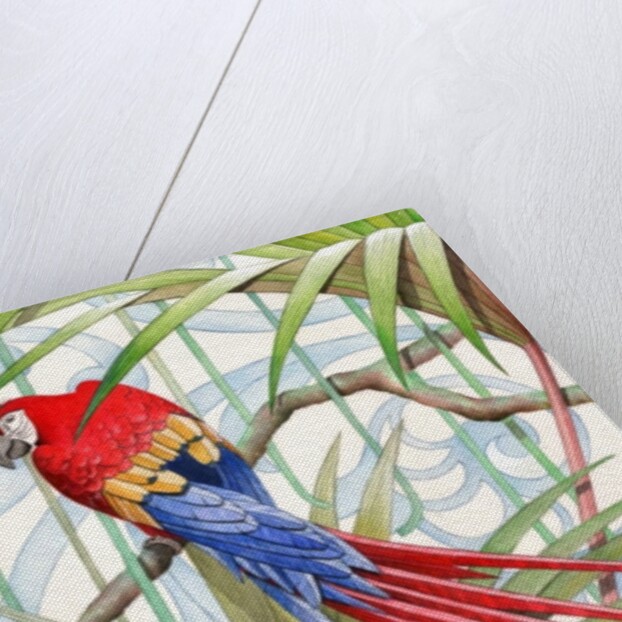Parrot, 2008 by Jenny Barnard