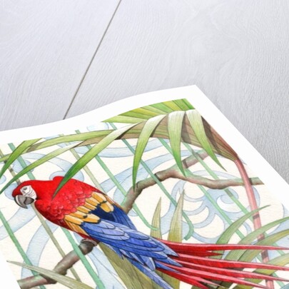 Parrot, 2008 by Jenny Barnard