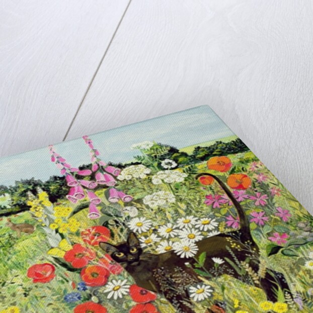 Summer Cat by Hilary Jones