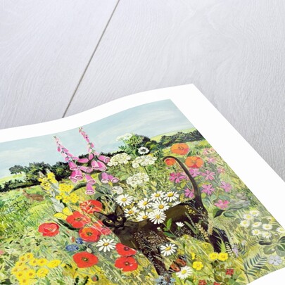 Summer Cat by Hilary Jones