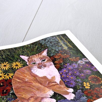 The Carpenter's Cat by Hilary Jones