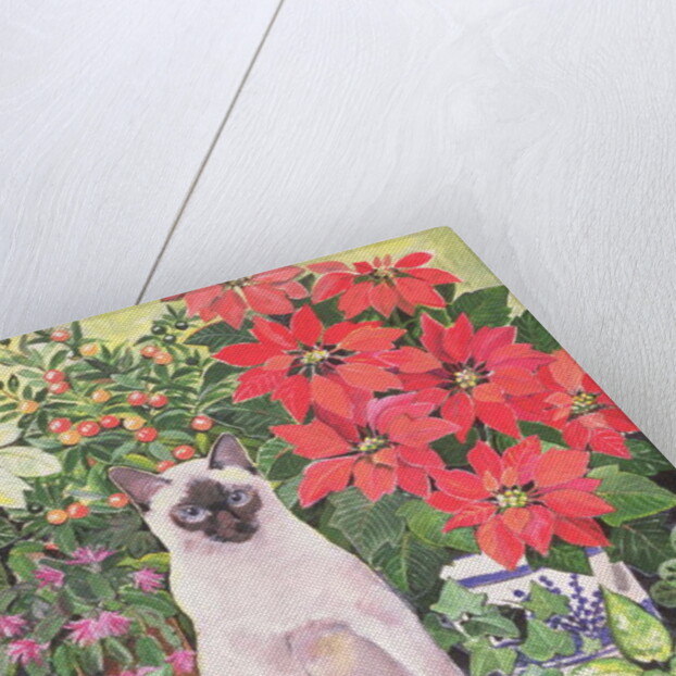 Poinsettias by Hilary Jones