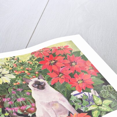 Poinsettias by Hilary Jones