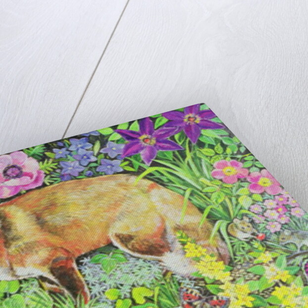 The Barnet Fox by Hilary Jones