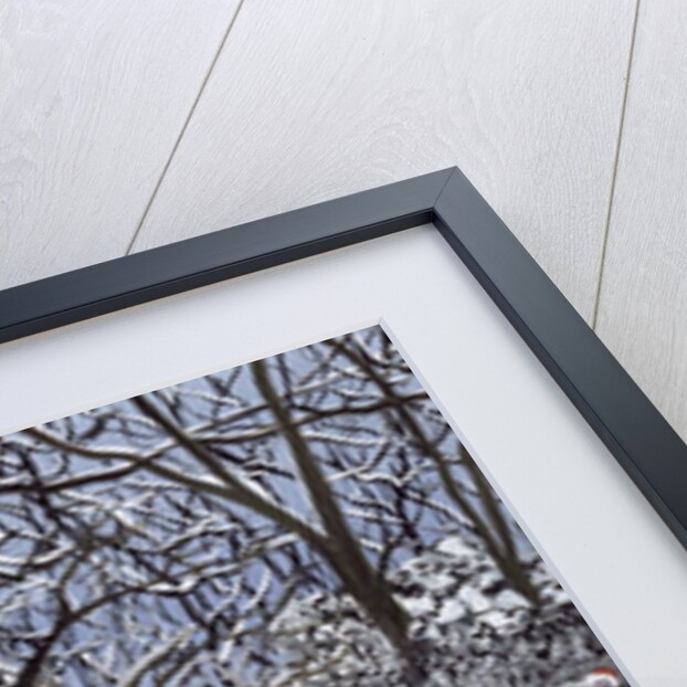 Snow Follies by Judy Joel