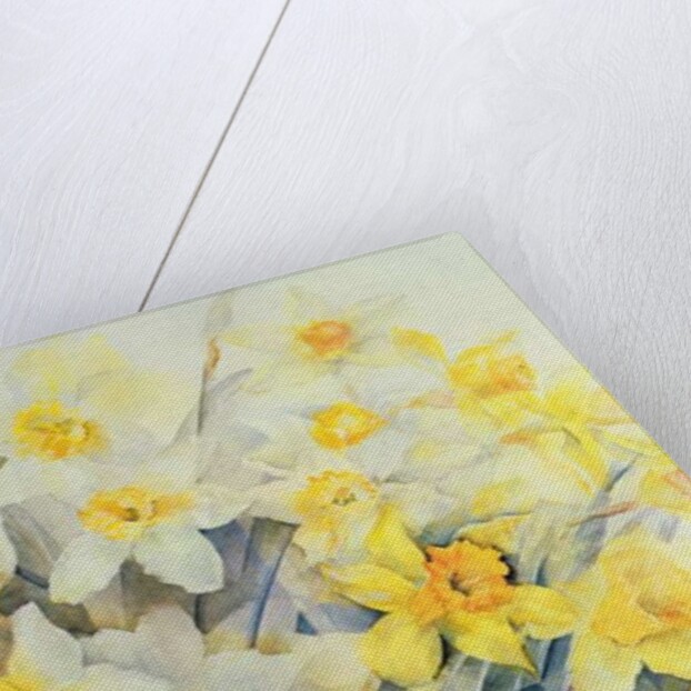 Mixed Daffodils in a Tank by Karen Armitage