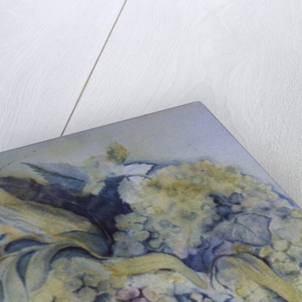 Hydrangea Particulata by Karen Armitage