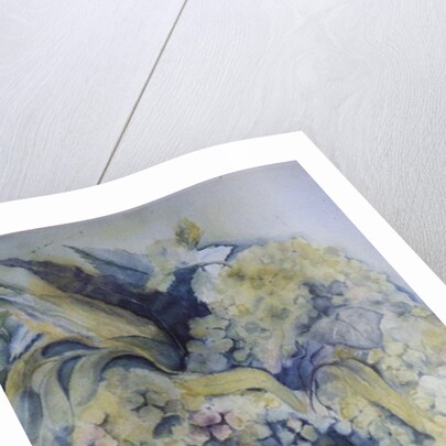 Hydrangea Particulata by Karen Armitage