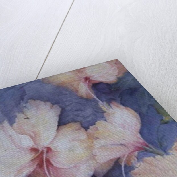 Hibiscus, apricot by Karen Armitage