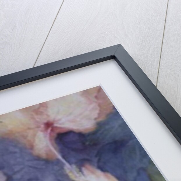 Hibiscus, apricot by Karen Armitage