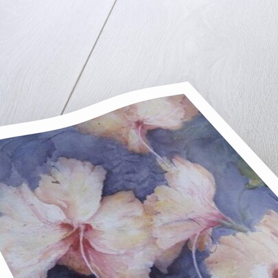 Hibiscus, apricot by Karen Armitage