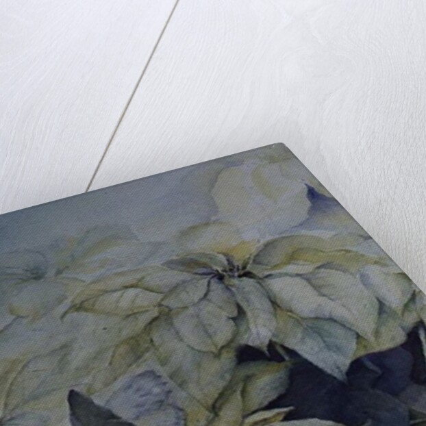White Poinsettia by Karen Armitage