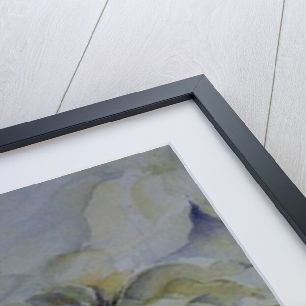 White Poinsettia by Karen Armitage