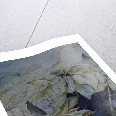 White Poinsettia by Karen Armitage