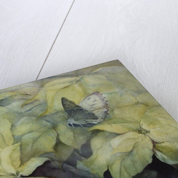 Cream Poinsettia with butterfly by Karen Armitage