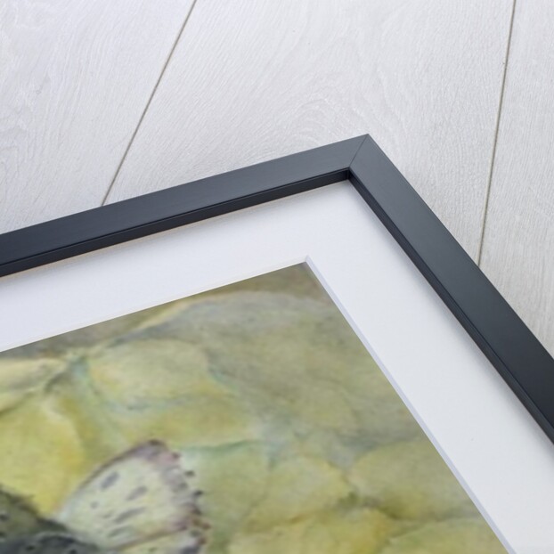 Cream Poinsettia with butterfly by Karen Armitage