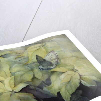 Cream Poinsettia with butterfly by Karen Armitage