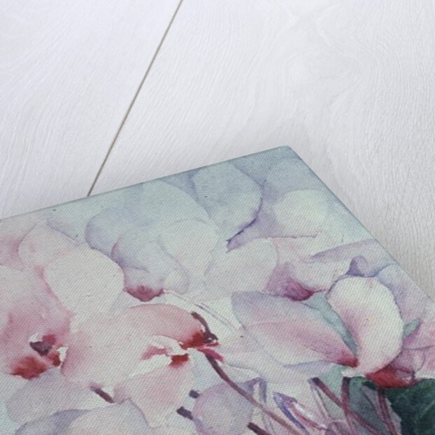 Pink Cyclamen, Victoria by Karen Armitage